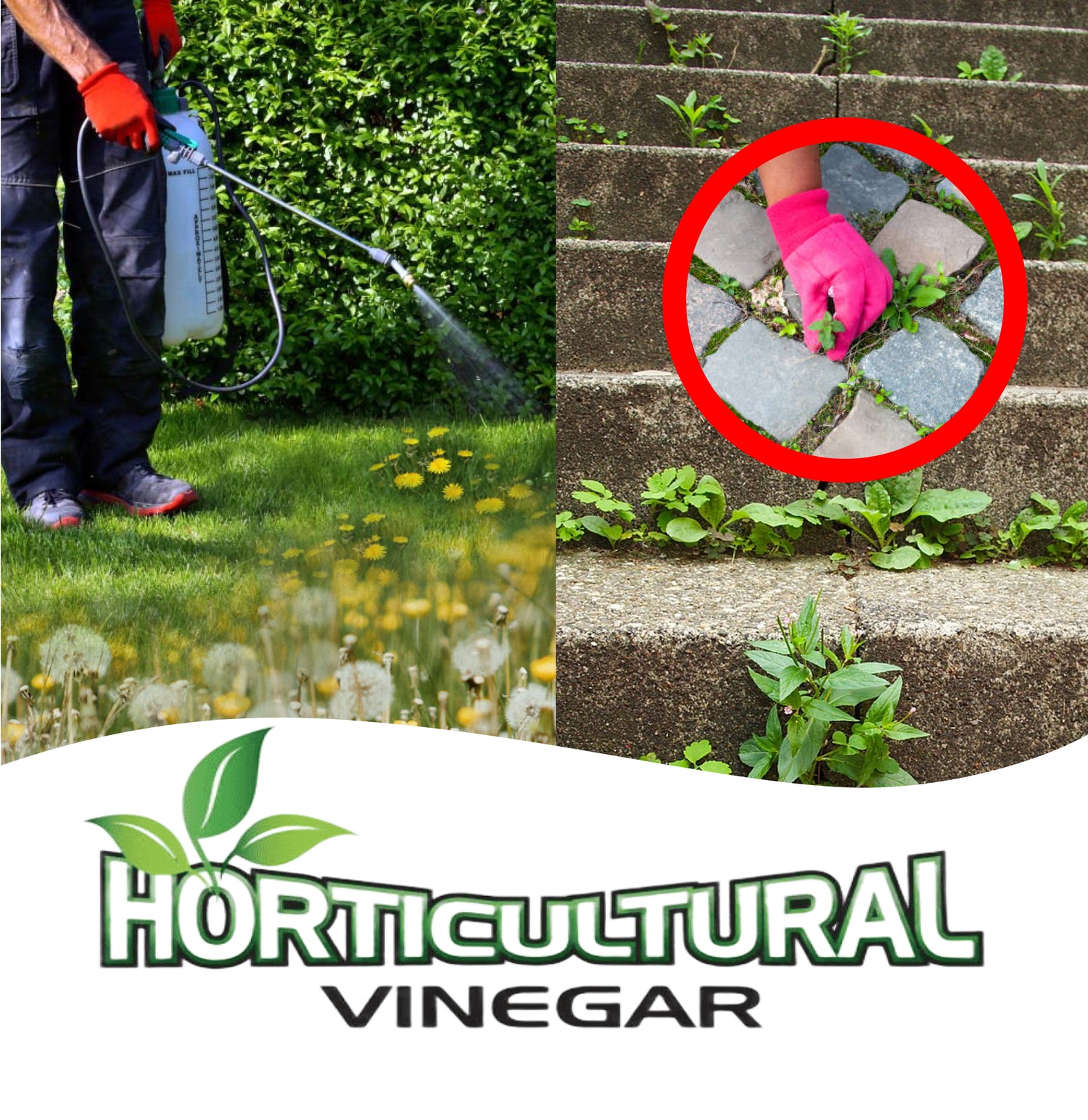 Spraying horticultural vinegar on lawn dandelions; inset gloved hand removes weeds between stone steps; product logo.