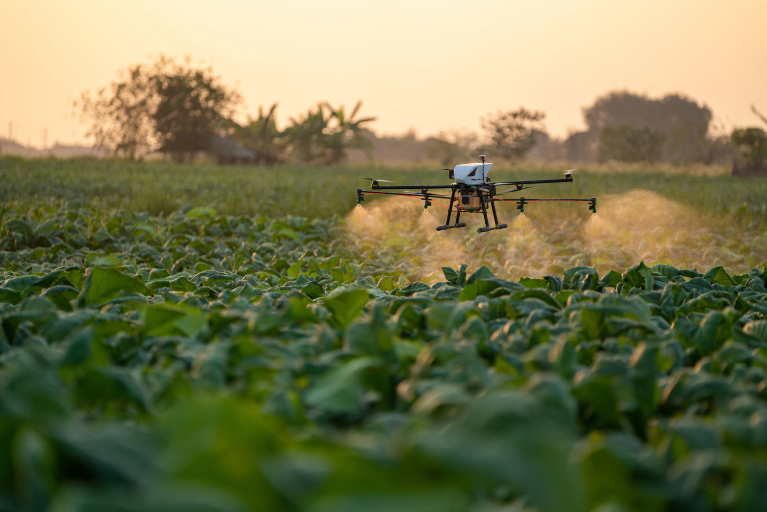 Agricultural drone sprays mist over lush green crop field at sunrise, illustrating modern, sustainable farm application.