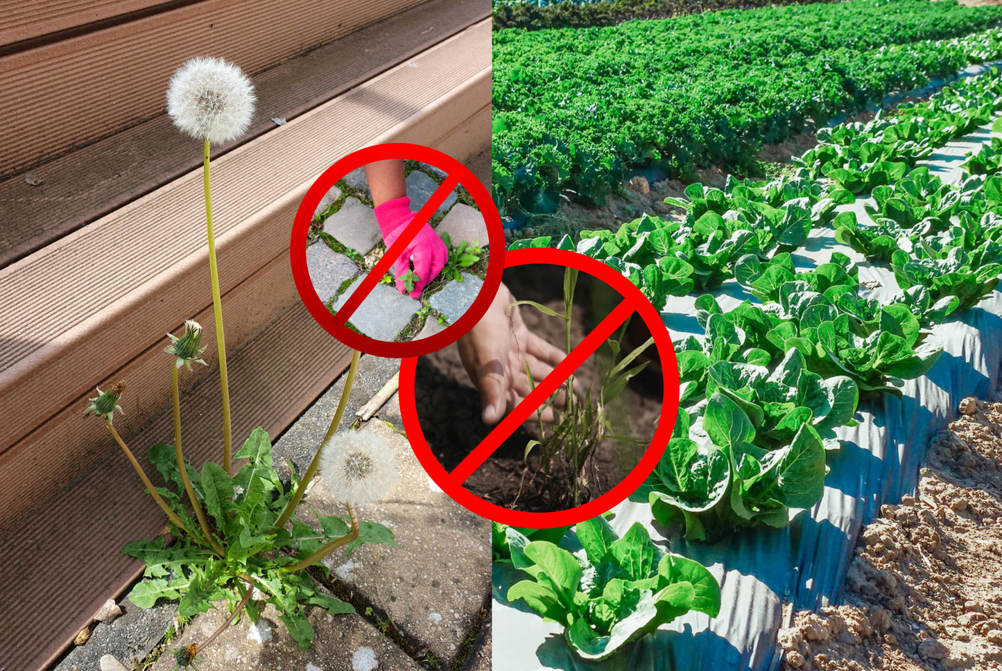 Dandelion by deck and lush crop rows; red no‑weeding icons highlight vinegar weed control for home and horticulture.