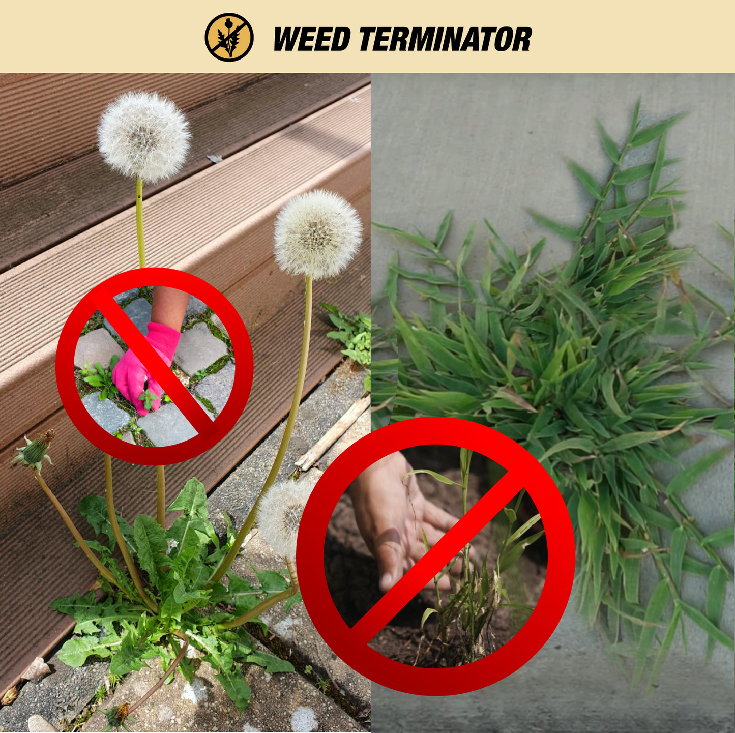 Dandelions near deck and crabgrass on concrete, both marked no‑weeding—Weed Terminator vinegar herbicide kills tough weeds.