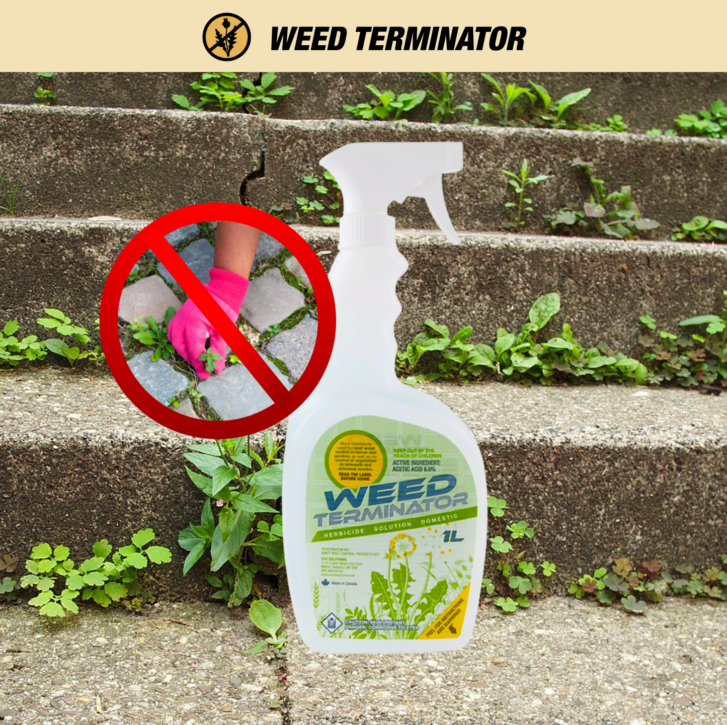 Weed Terminator vinegar herbicide bottle on weedy stone steps with red no‑hand‑weeding symbol for easy weed control.