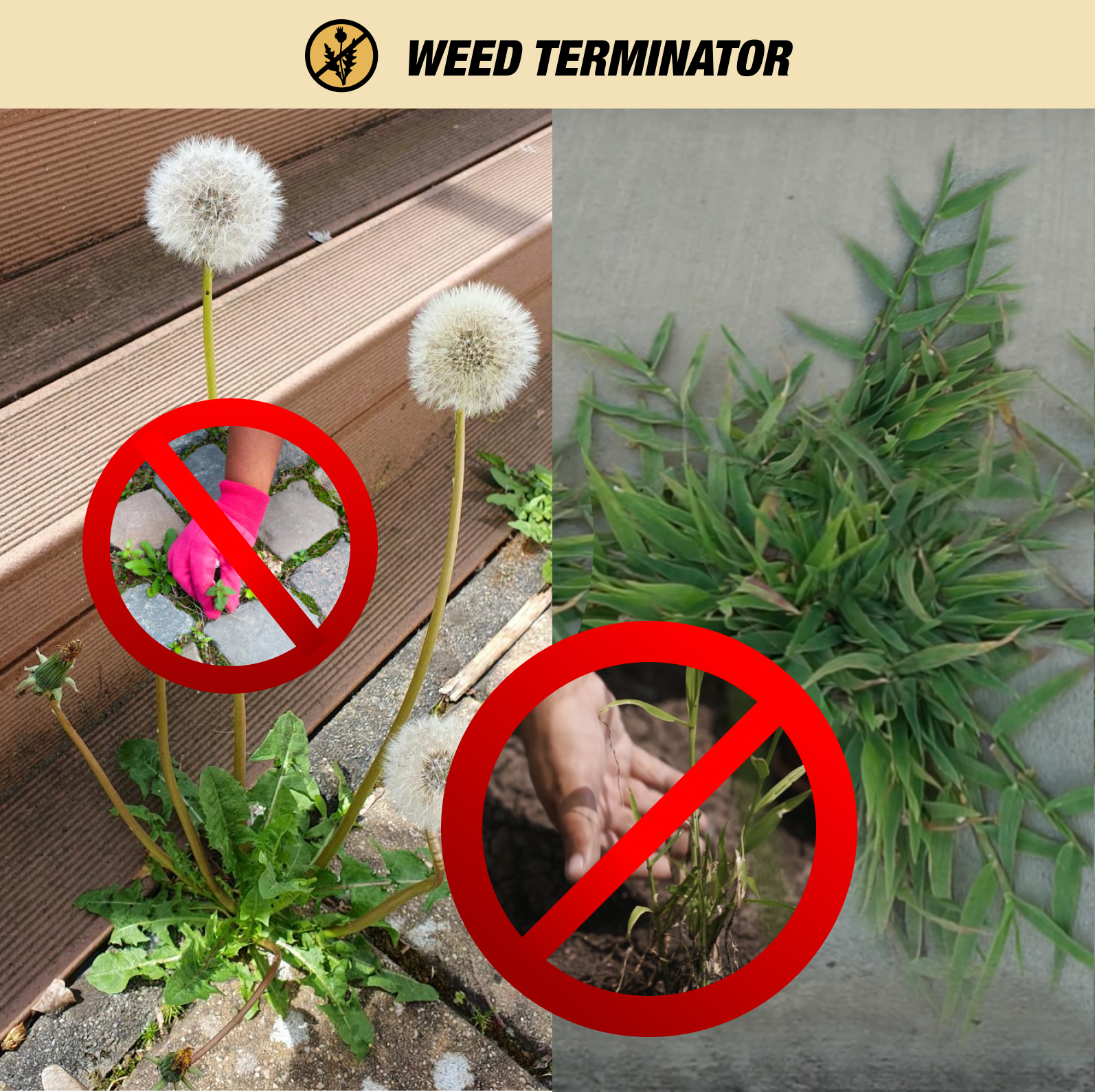 dandelion herbicide canada Weed Terminator – 6% Organic Vinegar Herbicide 1L